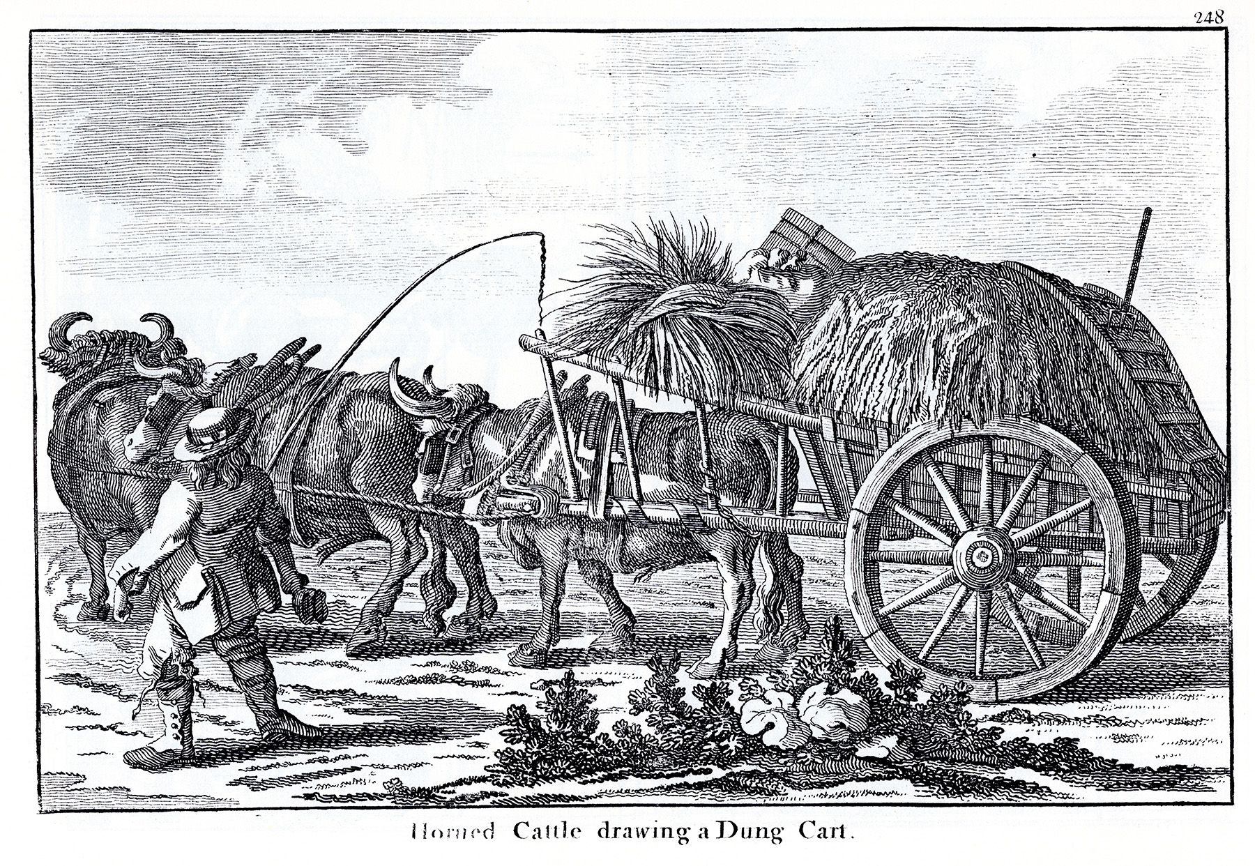 Horned Cattle Drawing a Dung Cart