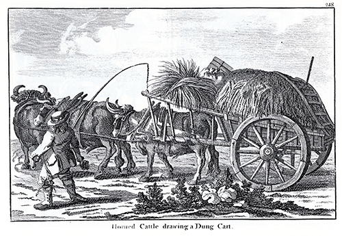 Horned Cattle Drawing a Dung Cart